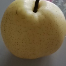 冠县黄金梨