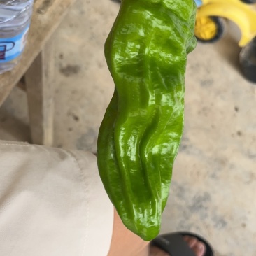 精品金优，