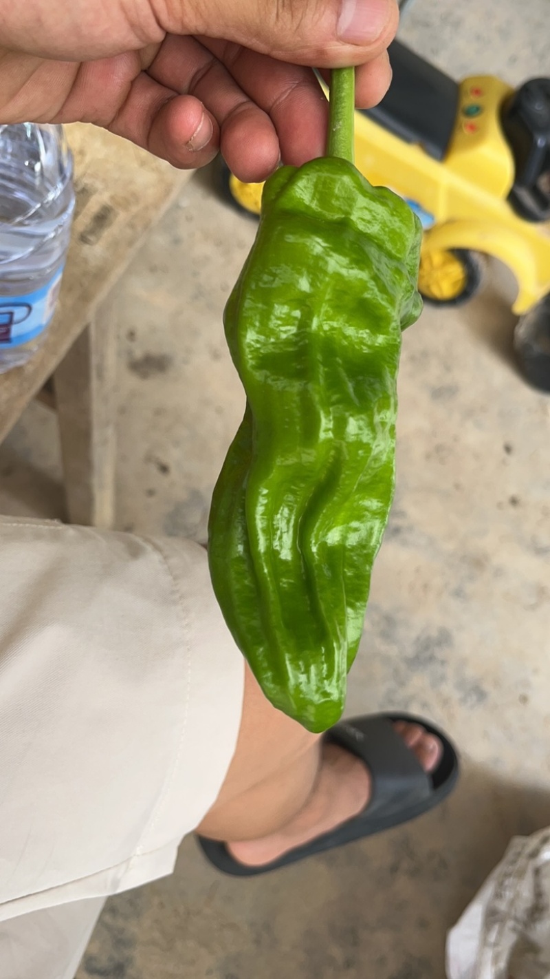 精品金优，