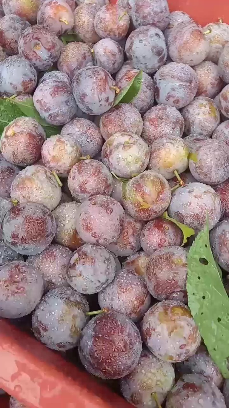 青，红脆李
