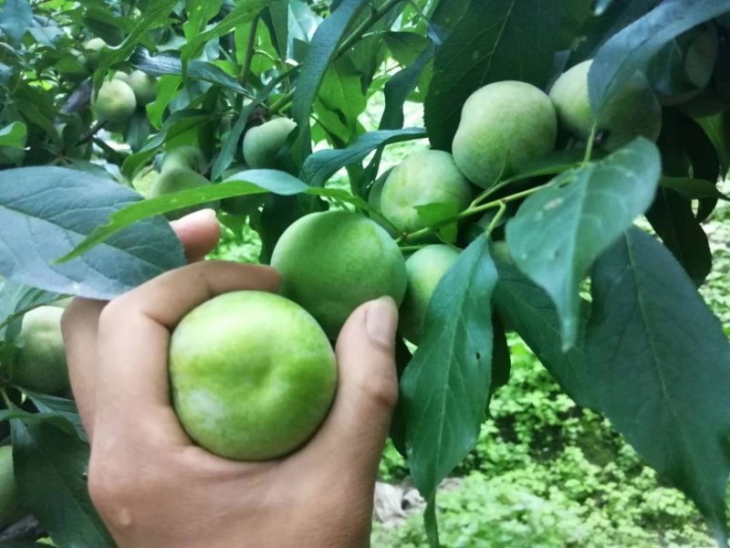 青，红脆李