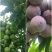 青，红脆李