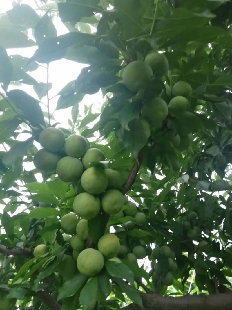 青，红脆李