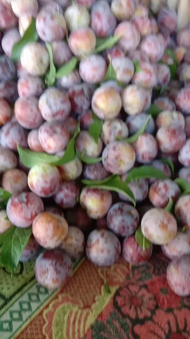 青，红脆李