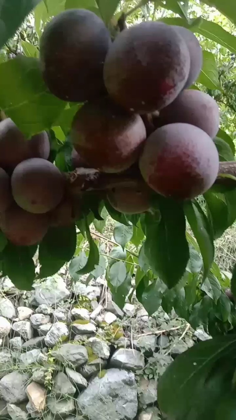 青，红脆李