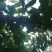 青脆李