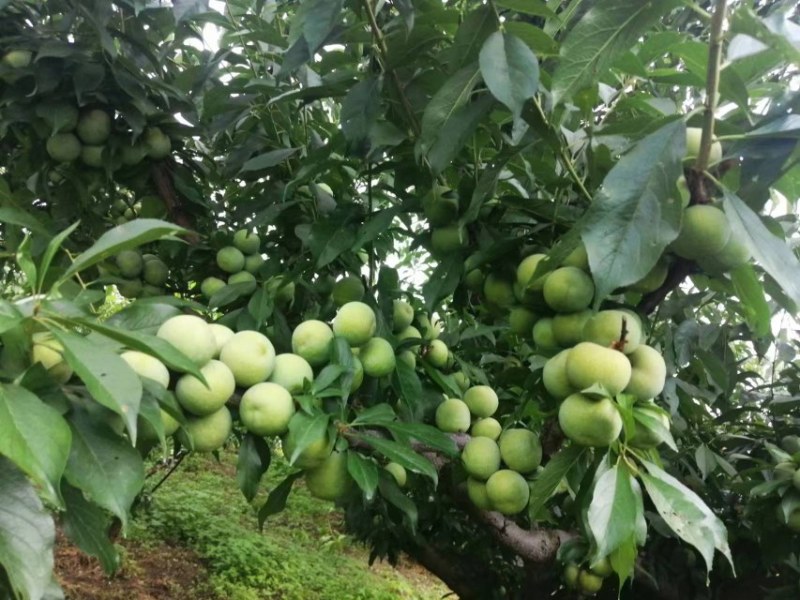 青脆李