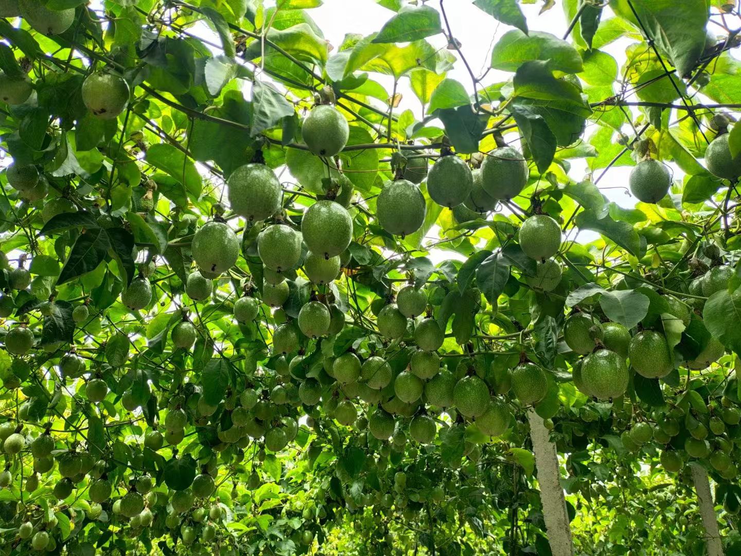 温室大棚内并排种植的两行百香果植株,左侧为普通黄金百香果地方品种,藤蔓较细,叶片较小;右侧为钦蜜9号,藤蔓粗壮,叶片宽大深绿,叶脉清晰,花器较大,呈现典型的优系特征 黄金百香果与钦蜜9号植株对比图
