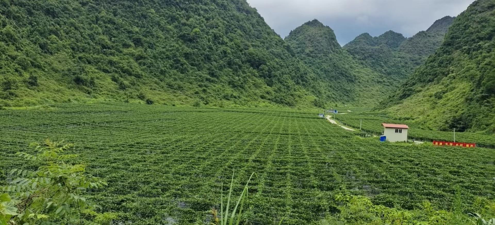农户在广西南宁市武鸣区标准化基地采收桂蜜1号蜜本南瓜：晨光下成片瓜蔓，工人手持测糖仪现场检测刚采收瓜果肉，屏幕显示读数8.1 Brix，背景可见绿色防控诱虫板与滴灌带