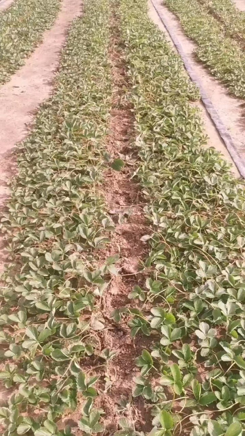 甜宝草莓苗，穴盘苗，支持视频看货，无水淹无病灾