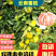 《火爆》云南高山特早无核蜜桔果大皮薄，入口化渣纯甜
