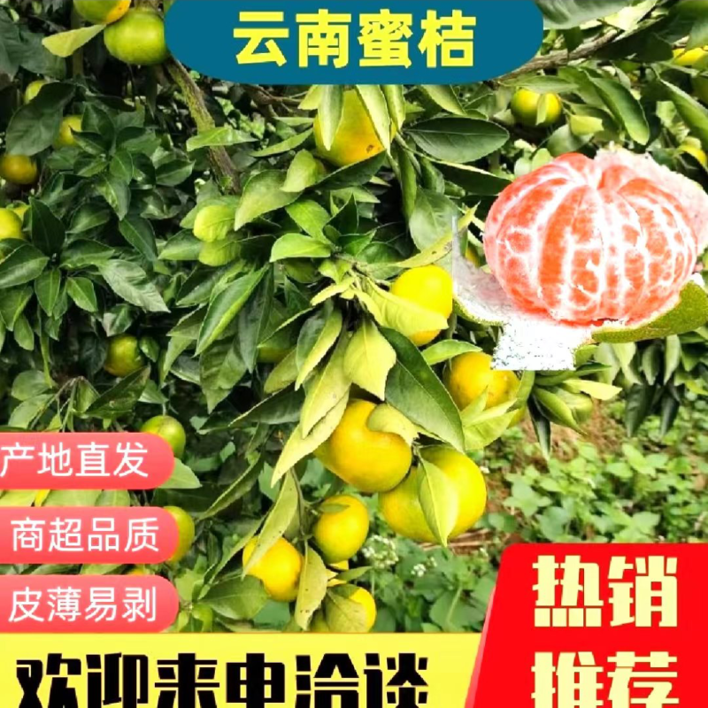 《火爆》云南高山特早无核蜜桔果大皮薄，入口化渣纯甜