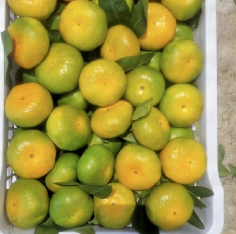 《火爆》云南高山特早无核蜜桔果大皮薄，入口化渣纯甜