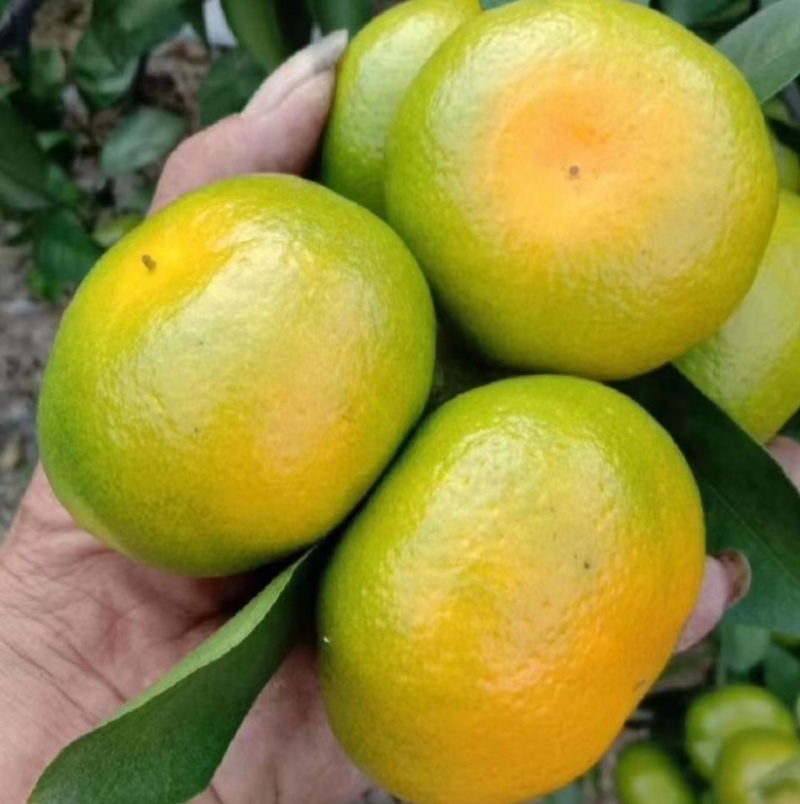 《火爆》云南高山特早无核蜜桔果大皮薄，入口化渣纯甜