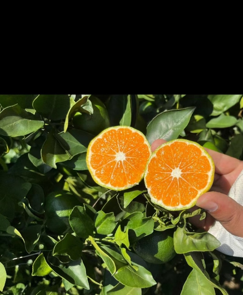 《火爆》云南高山特早无核蜜桔果大皮薄，入口化渣纯甜