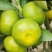 《火爆》云南高山特早无核蜜桔果大皮薄，入口化渣纯甜