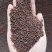 油菜籽1级