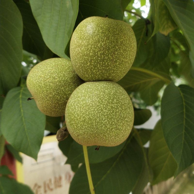 沂蒙山薄皮鲜大核桃