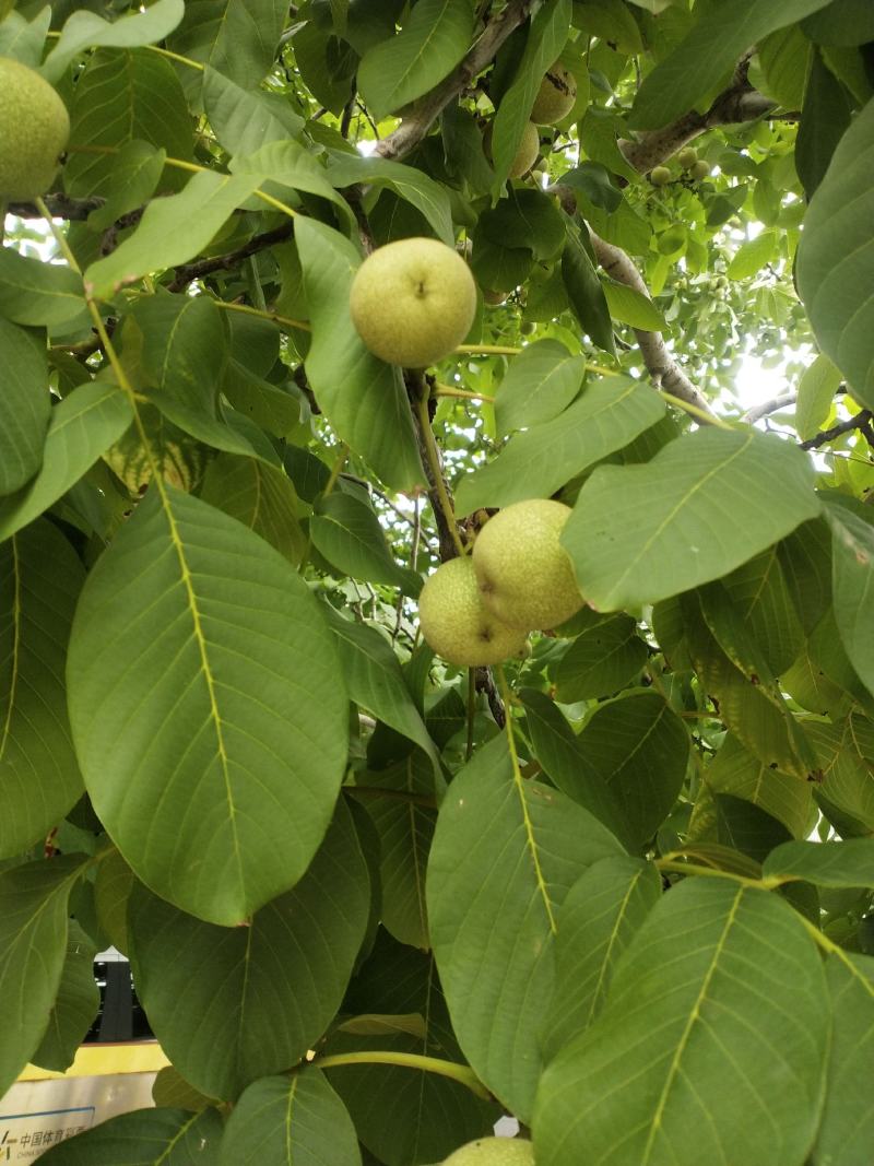 沂蒙山薄皮鲜大核桃