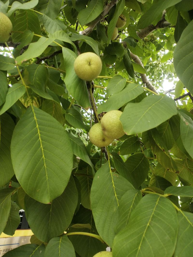 沂蒙山薄皮鲜大核桃