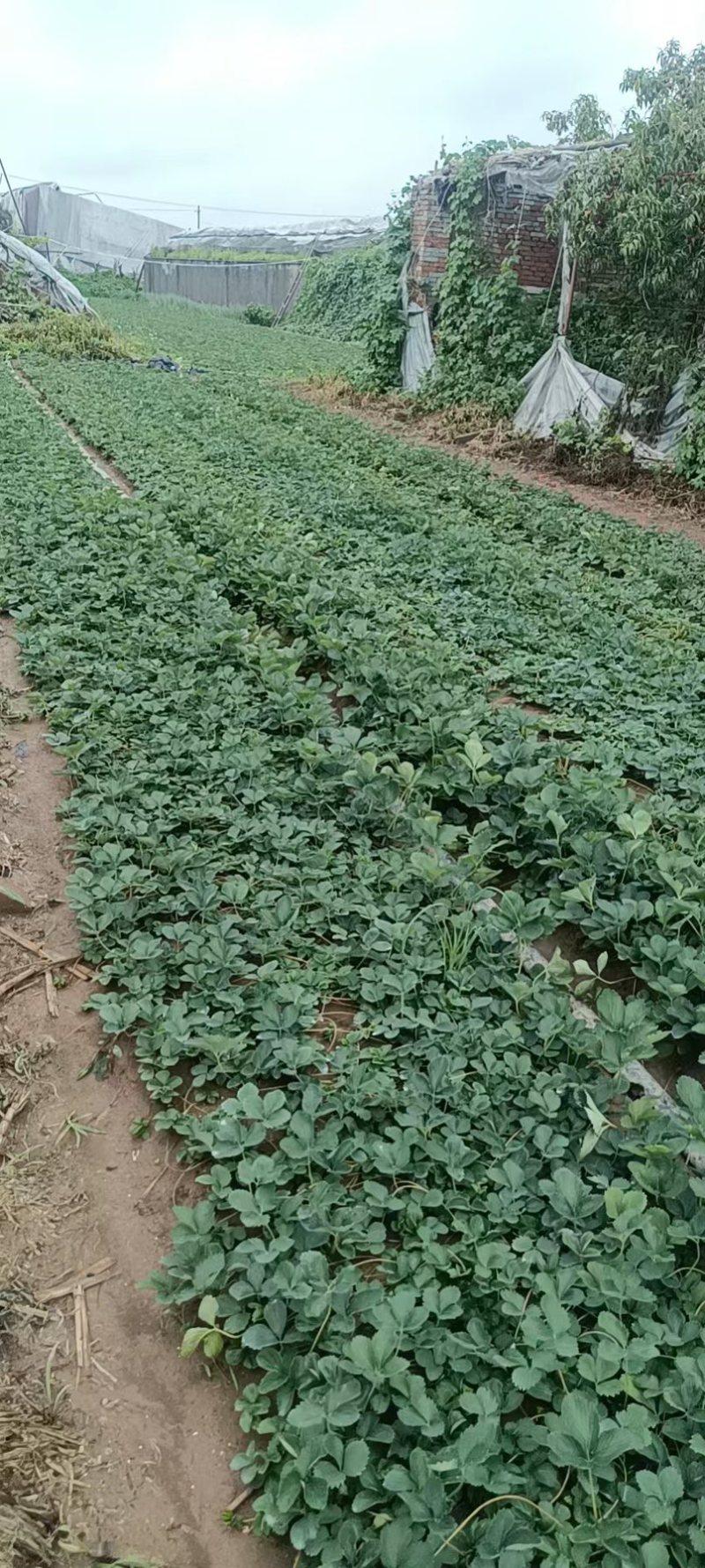 穴盘苗，甜宝草莓苗，无虫害，无水淹，可支持视频在线观看