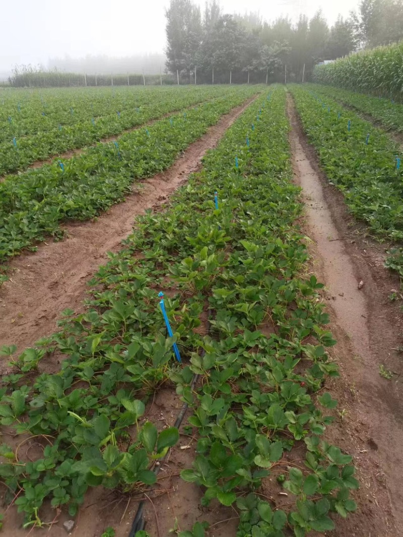穴盘苗，甜宝草莓苗，无虫害，无水淹，可支持视频在线观看