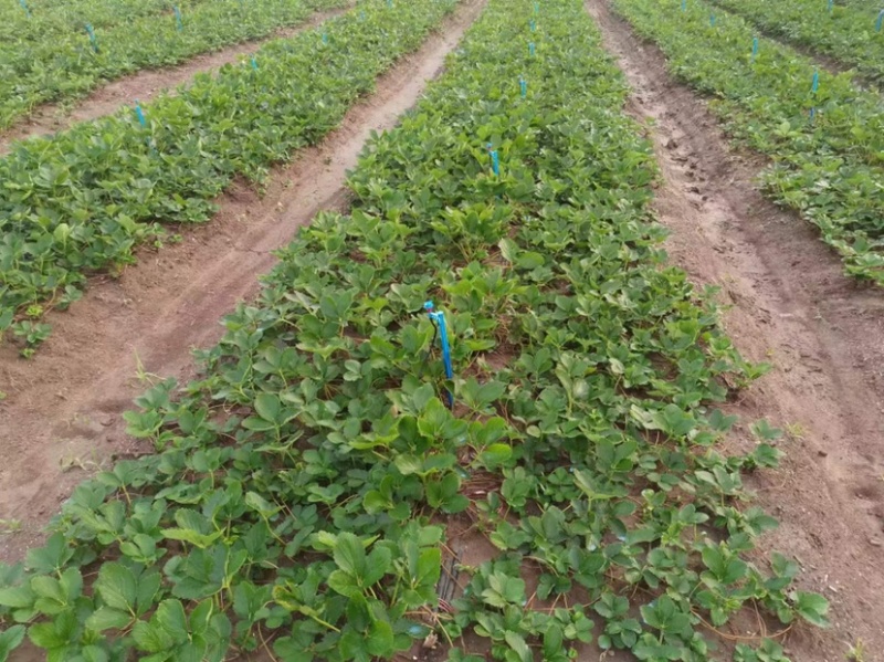 穴盘苗，甜宝草莓苗，无虫害，无水淹，可支持视频在线观看