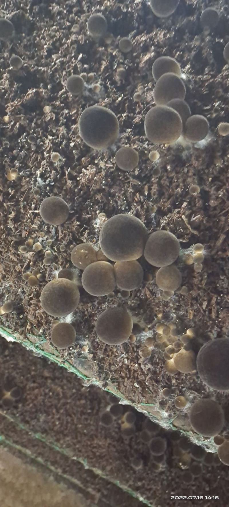 草菇