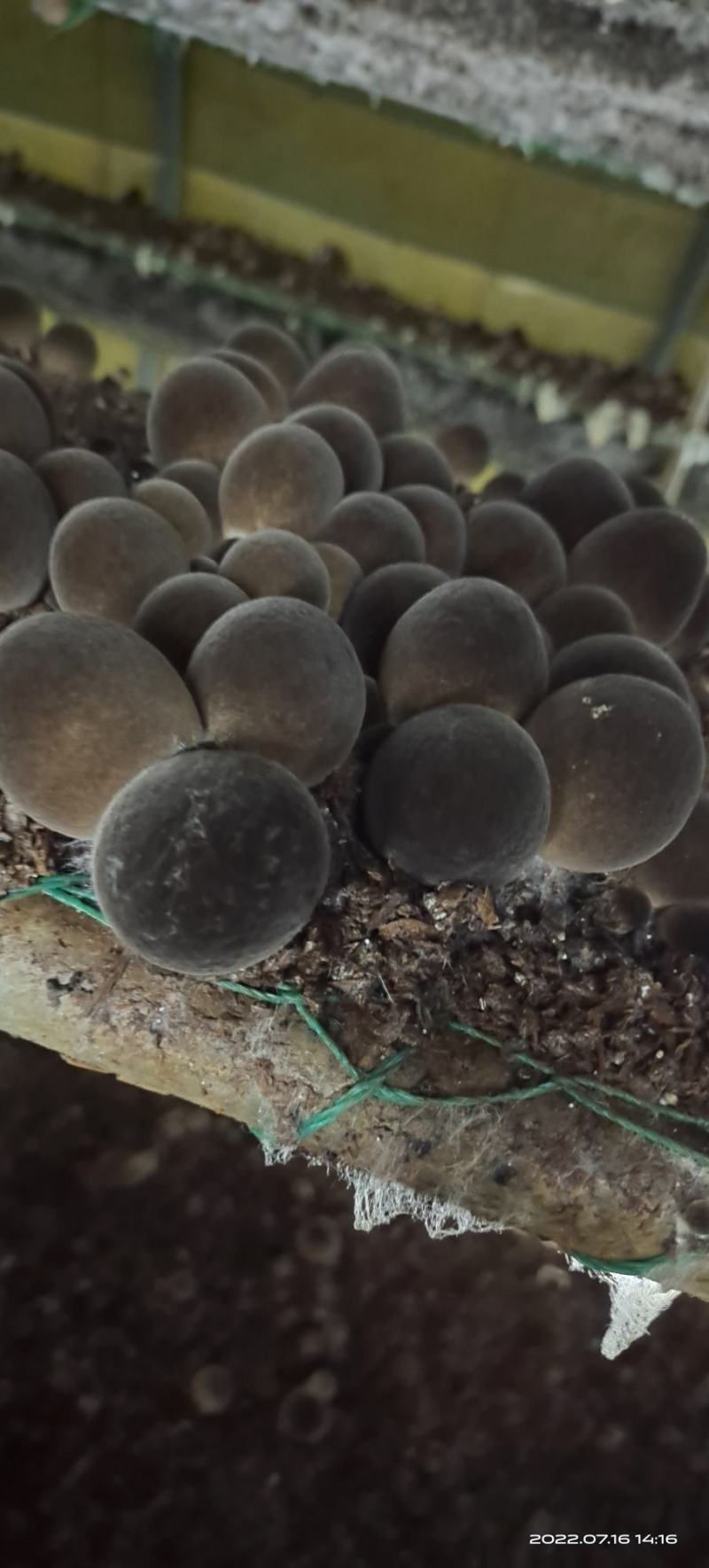草菇