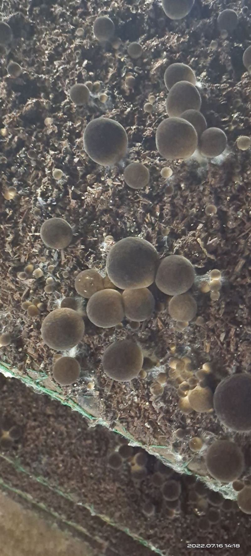草菇