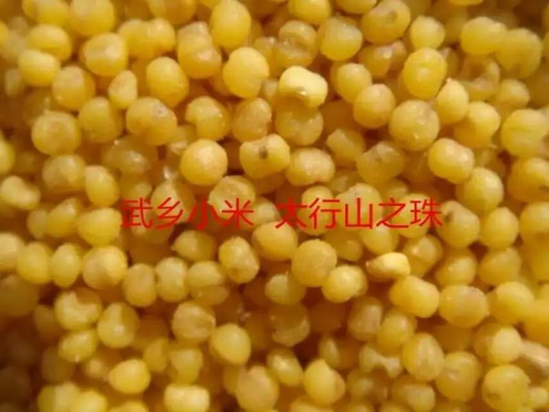 山西武乡小米
