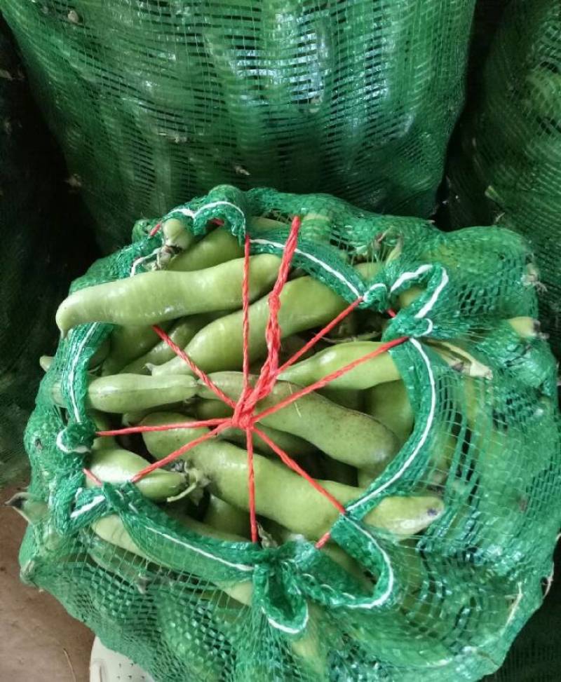蚕豆（大豆4粒以上）新品种，绿颗粒每天可以走货