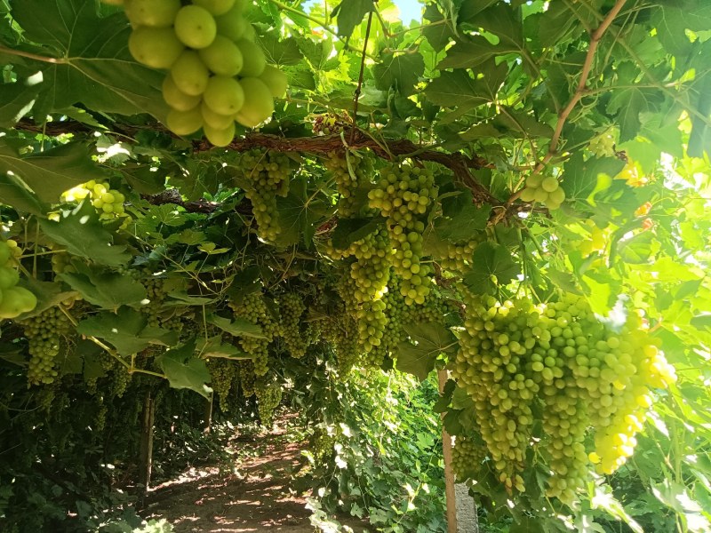 新疆吐鲁番火焰山无核白葡萄小蜜蜂葡萄，货源充足，品质保证