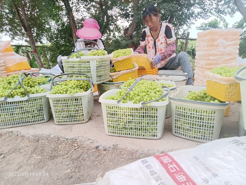 新疆吐鲁番火焰山无核白葡萄小蜜蜂葡萄，货源充足，品质保证