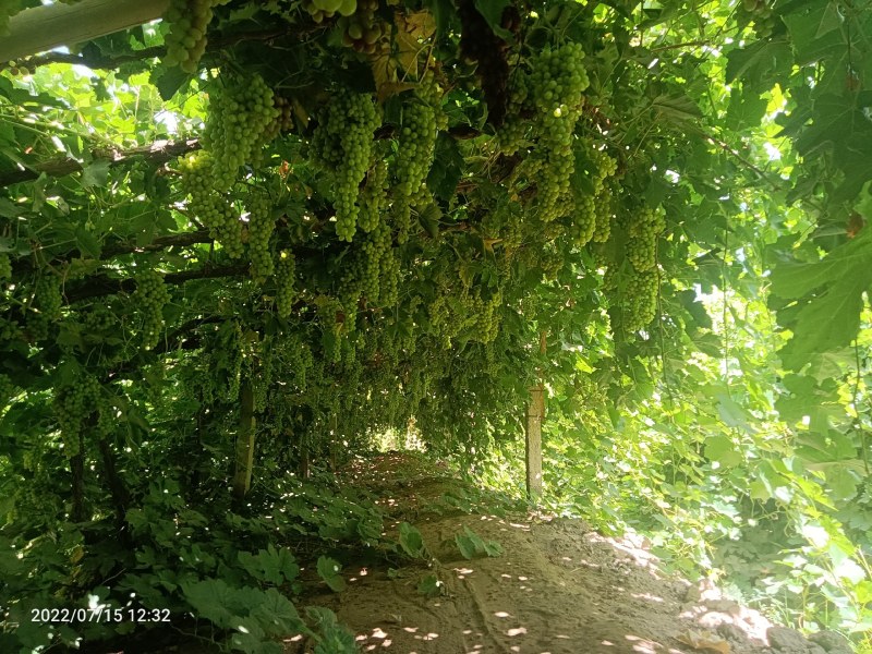 新疆吐鲁番火焰山无核白葡萄小蜜蜂葡萄，货源充足，品质保证