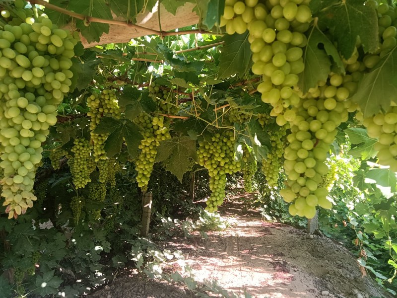 新疆吐鲁番火焰山无核白葡萄小蜜蜂葡萄，货源充足，品质保证