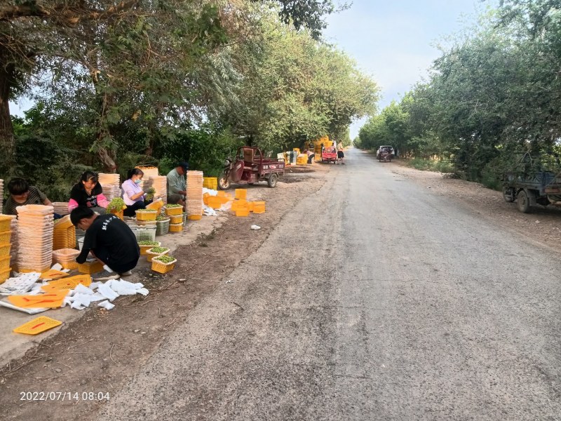 新疆吐鲁番火焰山无核白葡萄小蜜蜂葡萄，货源充足，品质保证