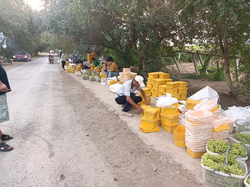 新疆吐鲁番火焰山无核白葡萄小蜜蜂葡萄，货源充足，品质保证