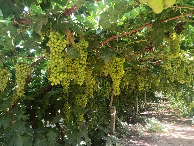 新疆吐鲁番火焰山无核白葡萄小蜜蜂葡萄，货源充足，品质保证