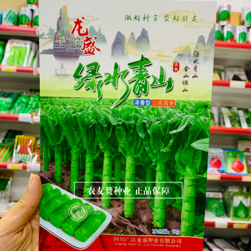 龙盛三青莴笋种子绿叶绿皮绿肉香莴笋种子耐寒莴苣种子
