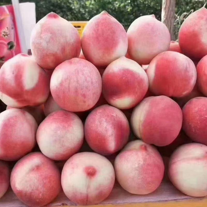 北京七号蜜桃预售，仓方早生现上市
