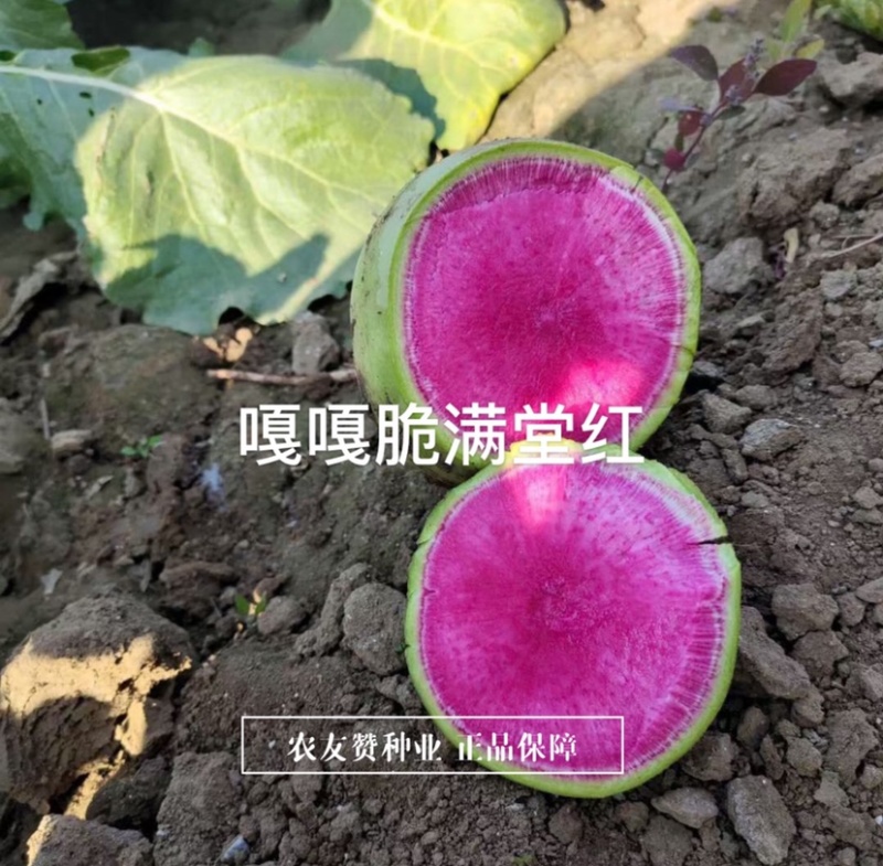 嘎嘎脆满堂红萝卜种子花叶抗裂味甜质脆瓤红心里美萝卜种子