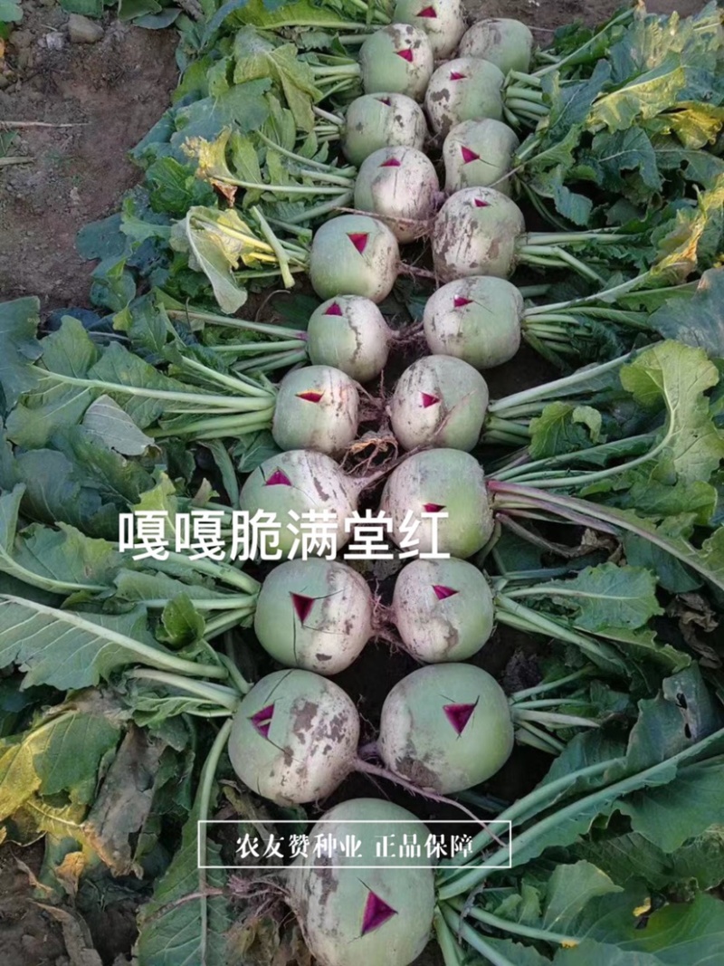 嘎嘎脆满堂红萝卜种子花叶抗裂味甜质脆瓤红心里美萝卜种子
