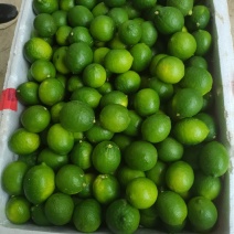 香水无籽柠檬大量有货