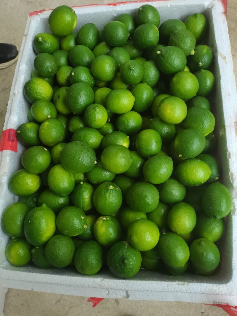 香水无籽柠檬大量有货