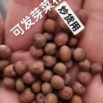 麻豌豆，大量批发麻豌豆，白豌豆，青豌豆，