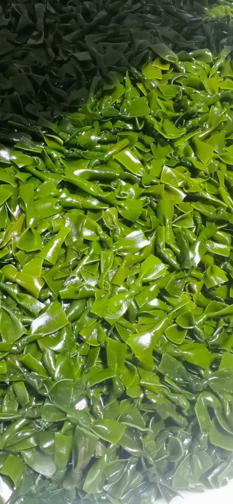 高品质腌渍海带结新鲜优质产地直发货源充足