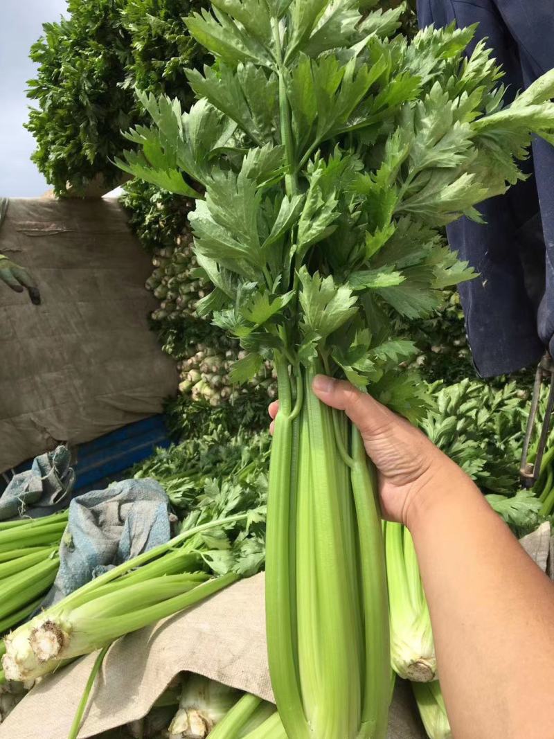 进口早熟芹菜种子皇后西芹种子生长速度快产量高