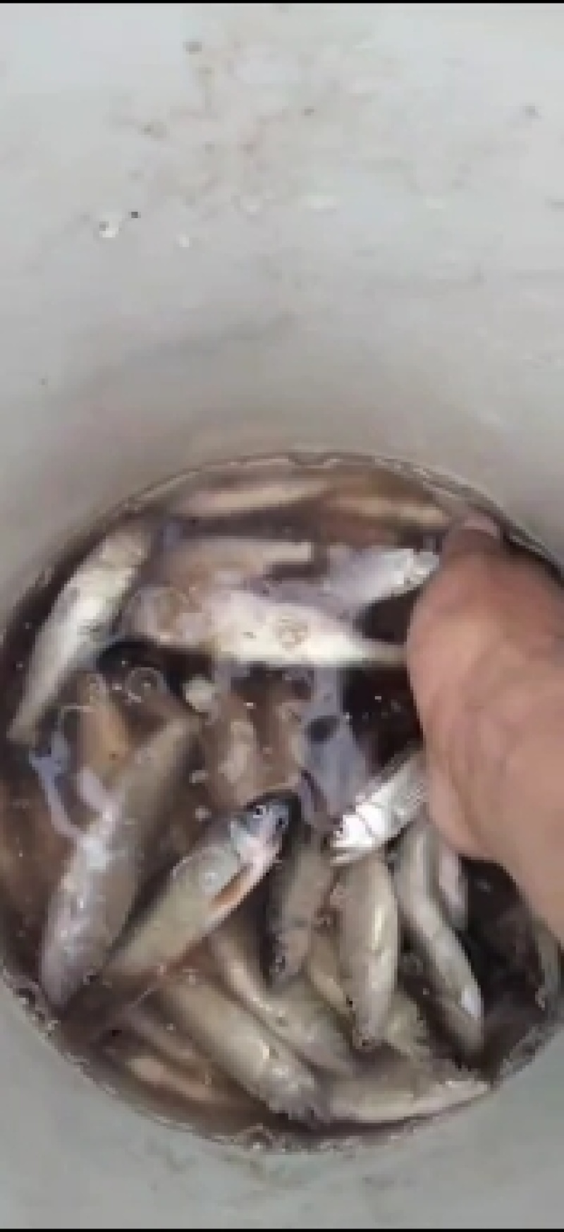 高山冷水鱼开膛破肚大白鱼桃花鱼小嘴马口