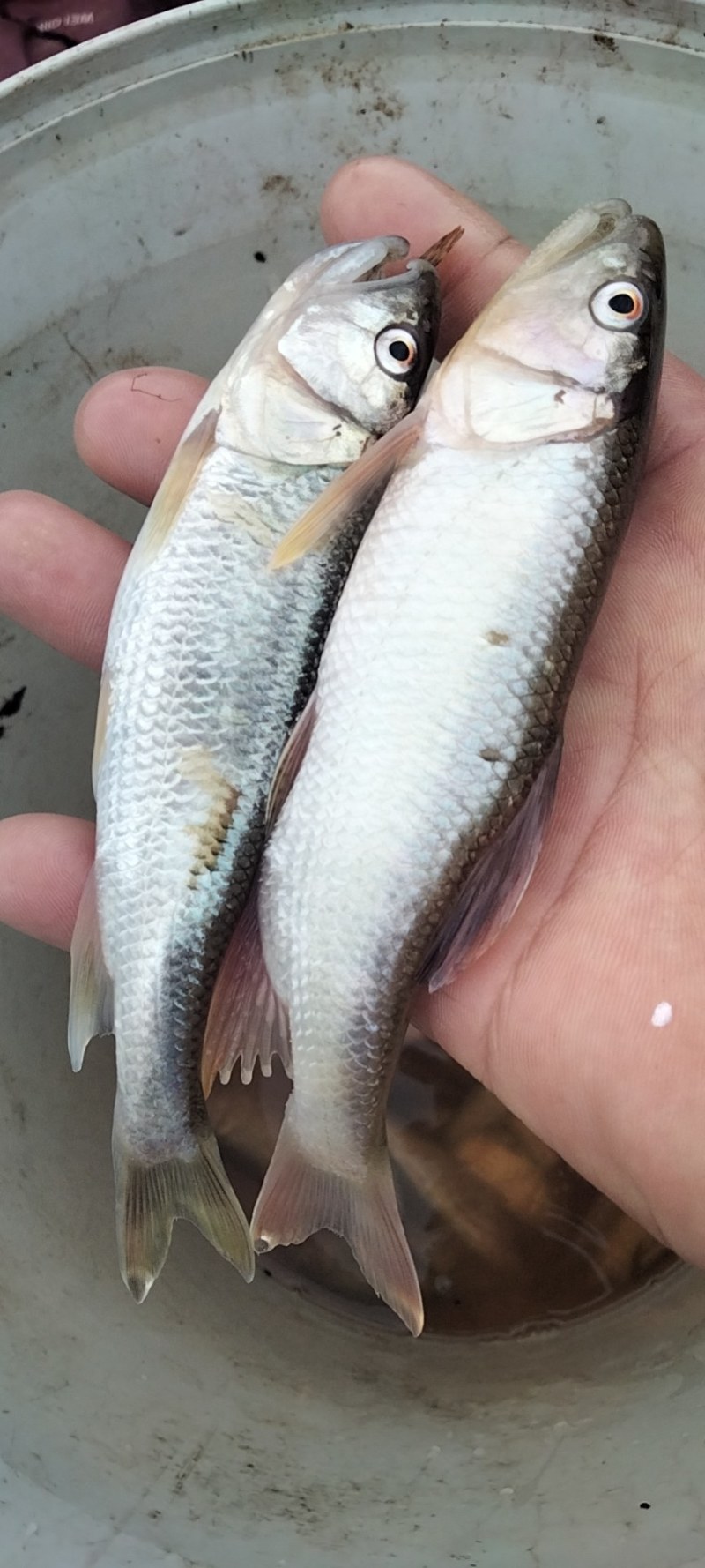 高山冷水鱼开膛破肚大白鱼桃花鱼小嘴马口